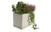 Truhlík Roots Truhlík Roots